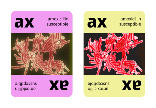 Two cards of the same strain of bacteria that are colored differently.